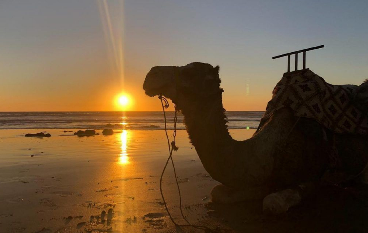 camel ride in taghazout